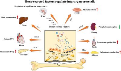 Bone-Derived Extracellular Vesicles: Novel Players of Interorgan Crosstalk